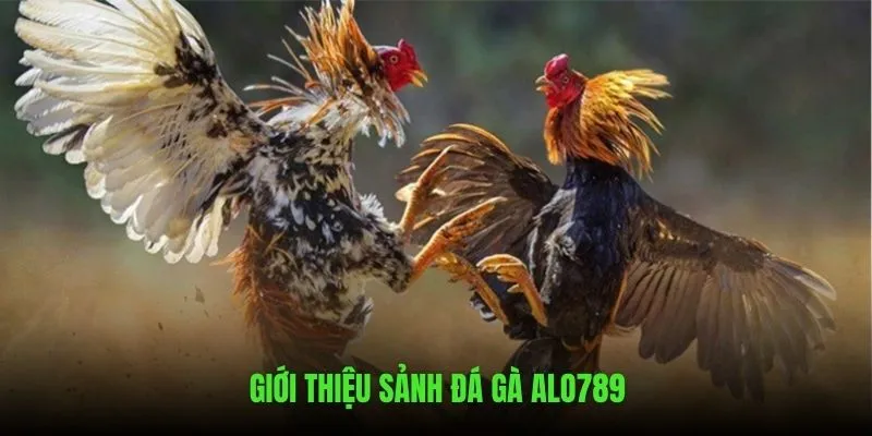 Giới thiệu qua về sân chơi đá gà ALO789